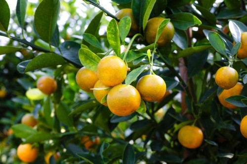 Vitamin Trends
