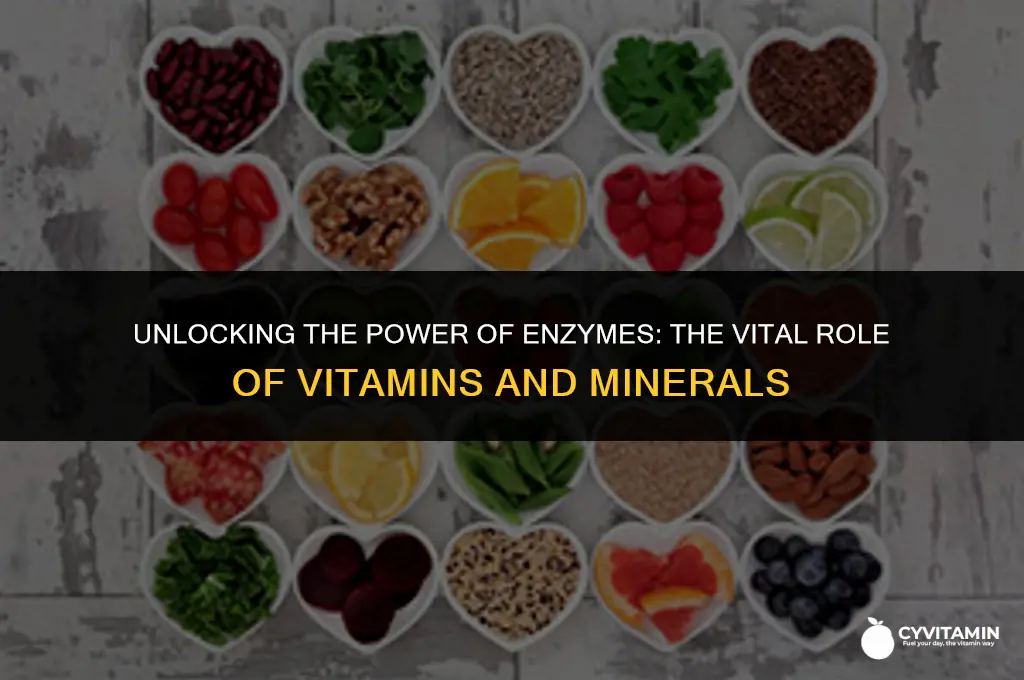 are enzymes assisted by vitamins and minerals