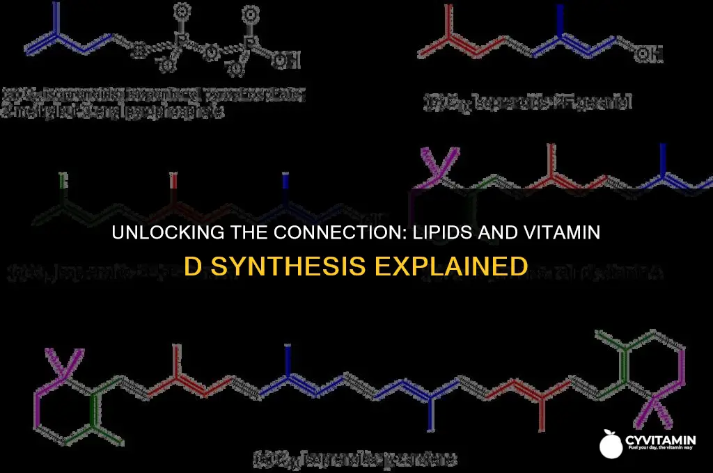 are lipids used to make vitamin d