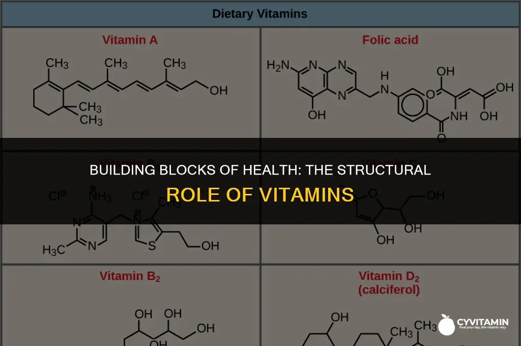 are vitamins involved in forming and maintaining the body