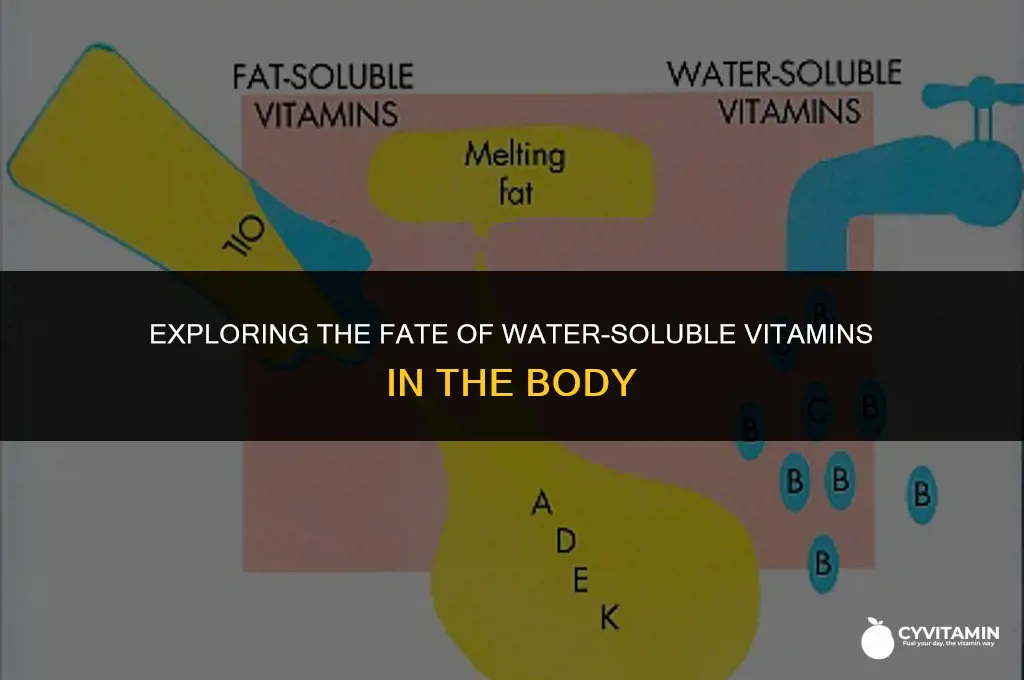 are water soluble vitamins readily excreted