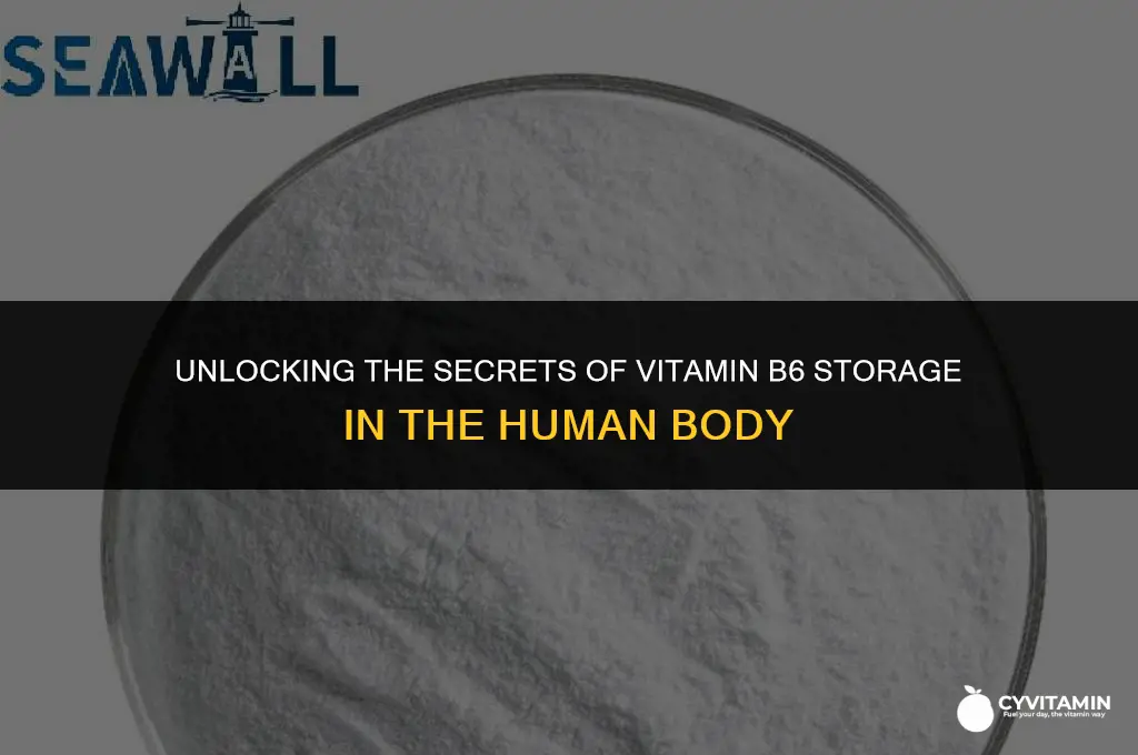 can b6 vitamins be stored in the body