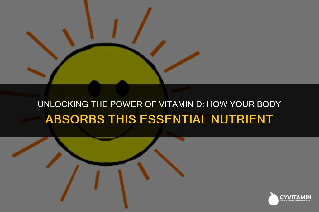 can body absorb vitamin d