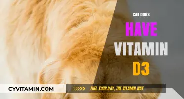 Sunny Side Up: The Scoop on Vitamin D3 for Dogs