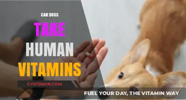 Can Dogs Take Human Vitamins? A Comprehensive Guide for Pet Owners