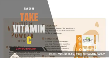 Boosting Canine Health: The Benefits and Risks of Vitamin C for Dogs