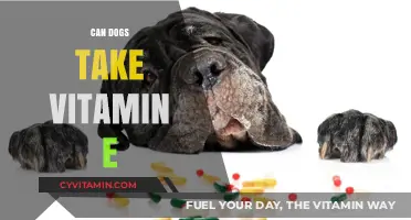 Boosting Canine Health: The Benefits and Risks of Vitamin E for Dogs