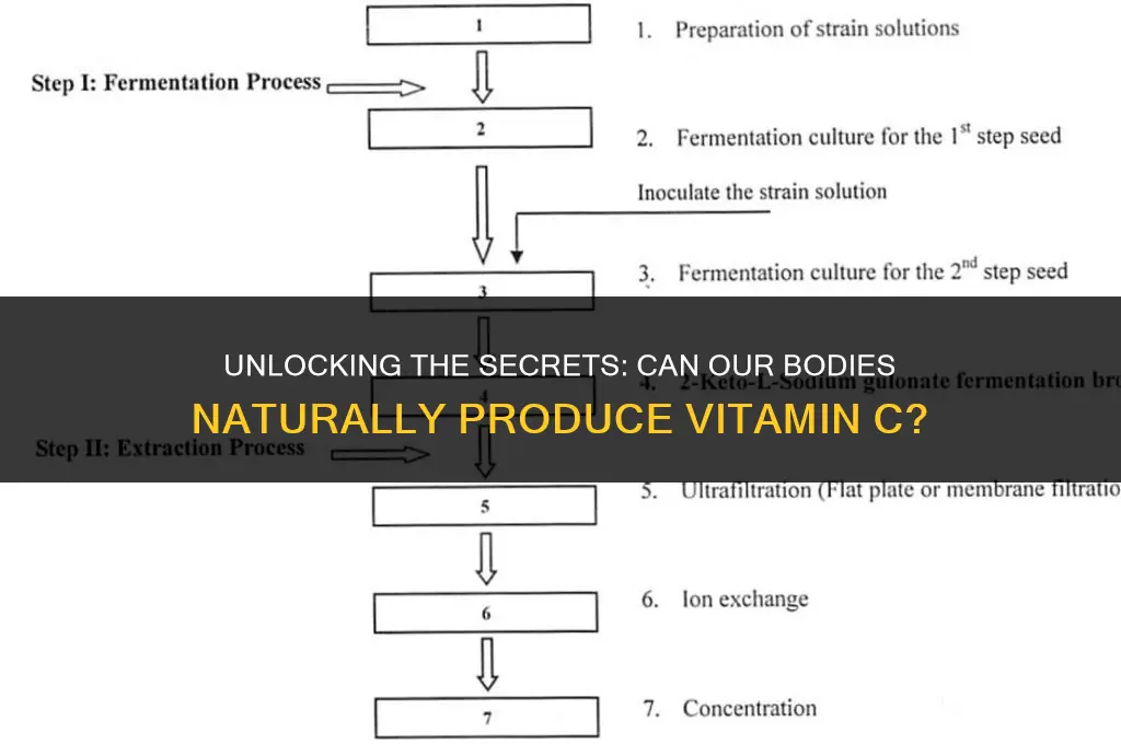 can human body synthesize vitamin c