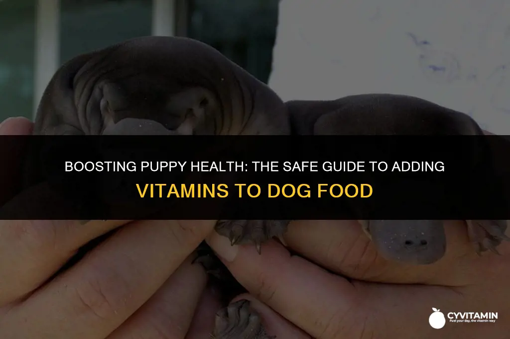can i add vitamins to dog food for puppy