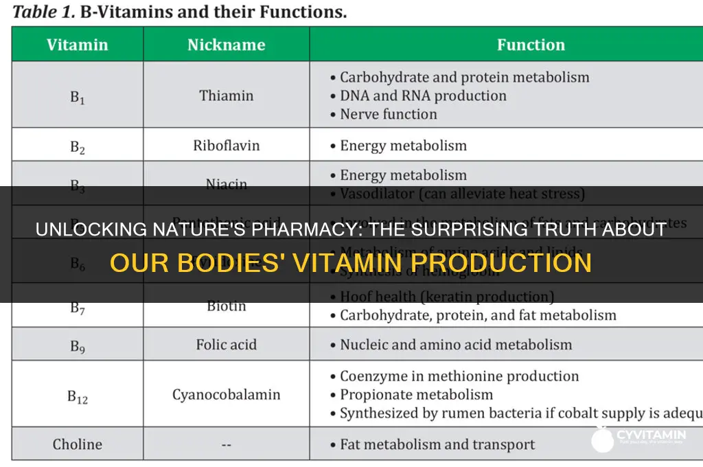 can our bodies create their own vitamins