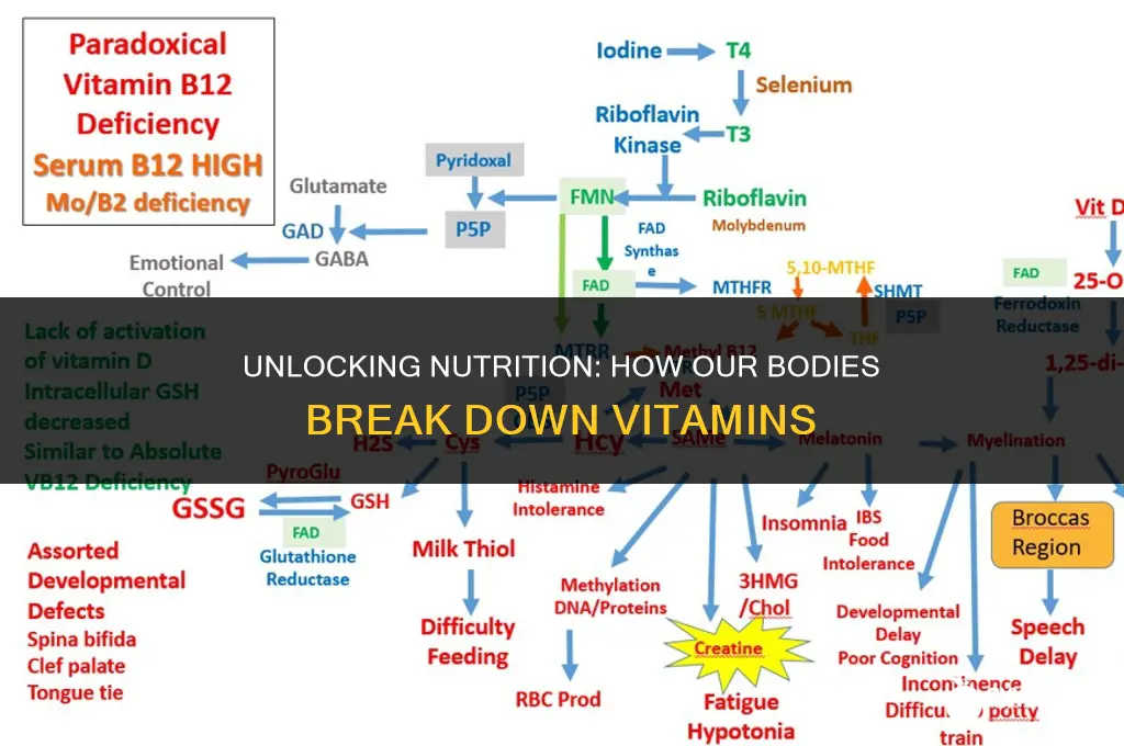 can people break down vitamins in their body