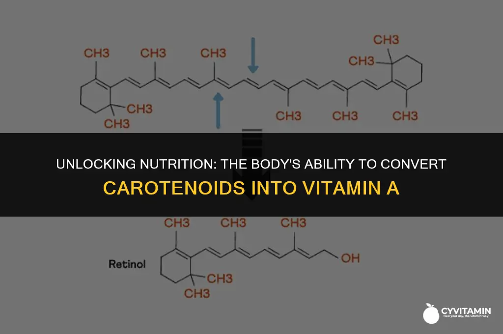 can the body convert caritinoids to vitamin a