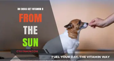 Sunbathing Pups: Can Dogs Naturally Get Vitamin D from Sunlight?