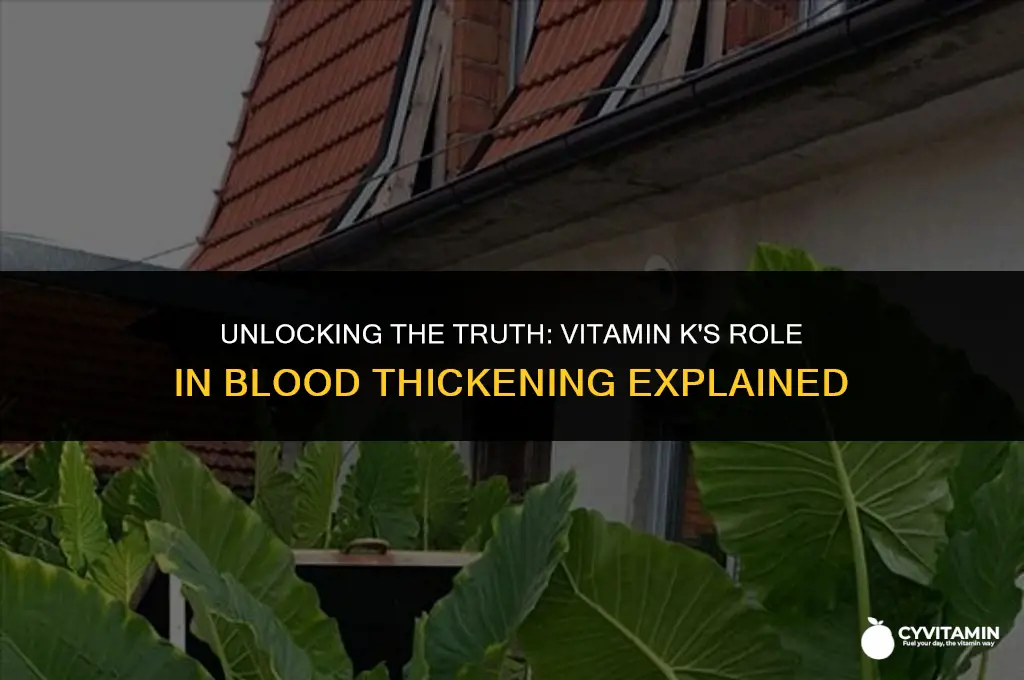 does vit k thicken your blood
