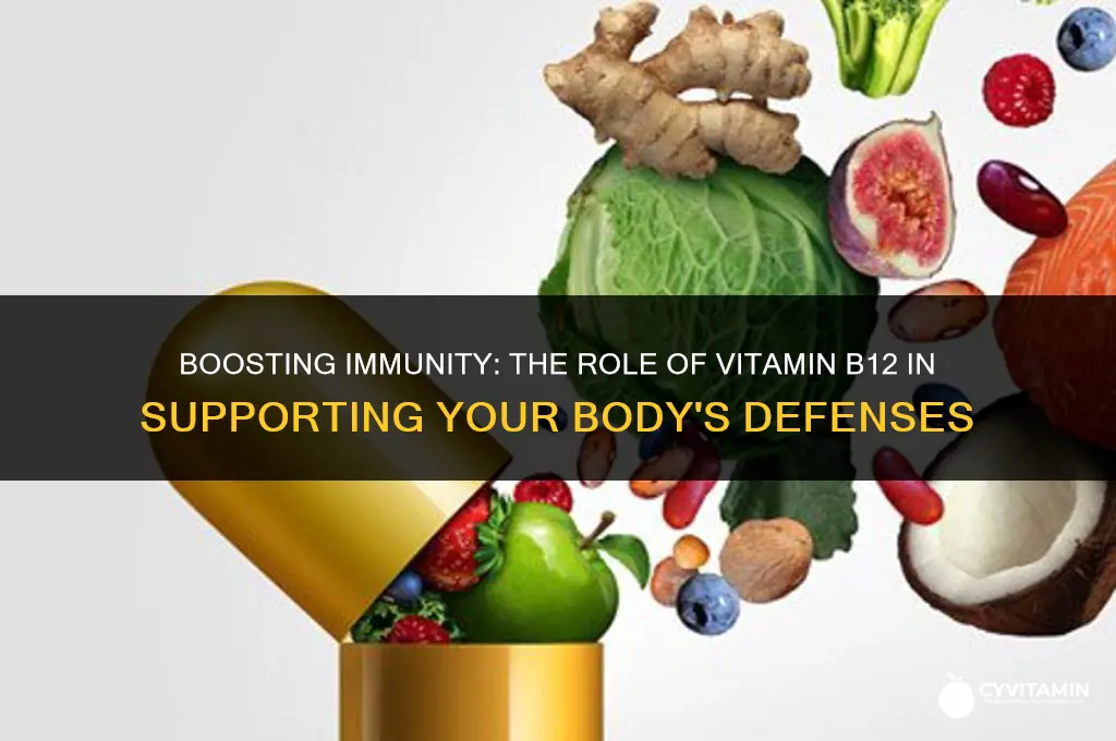 does vitamin b12 help immune system