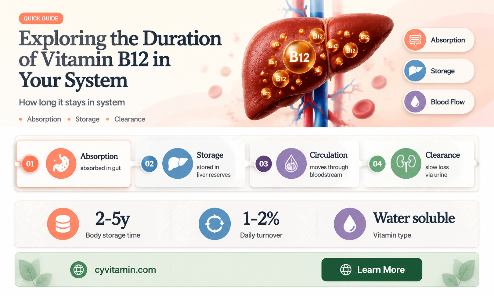 how long does vitamin b12 stay in the body