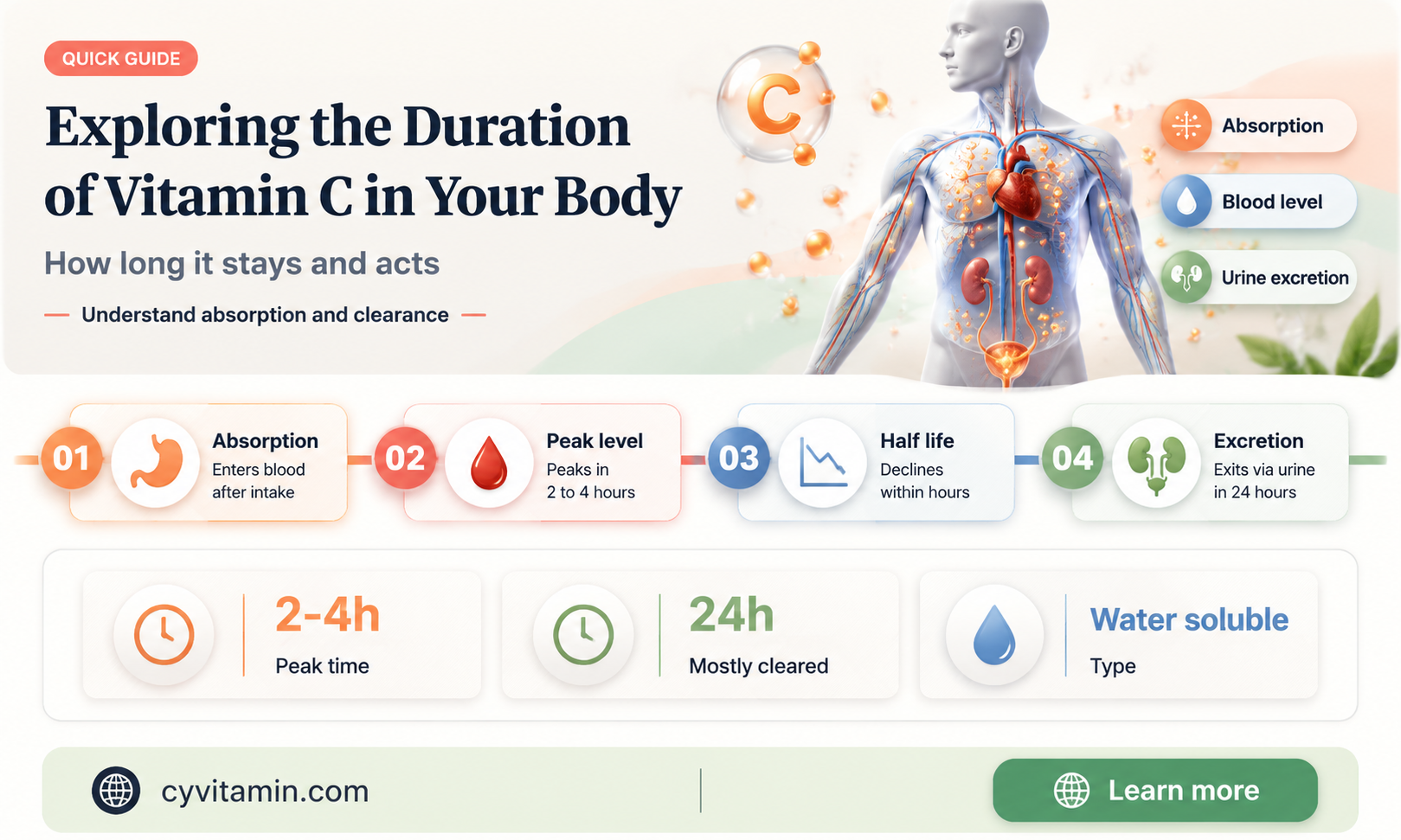 how long do vitamin c stay in your system