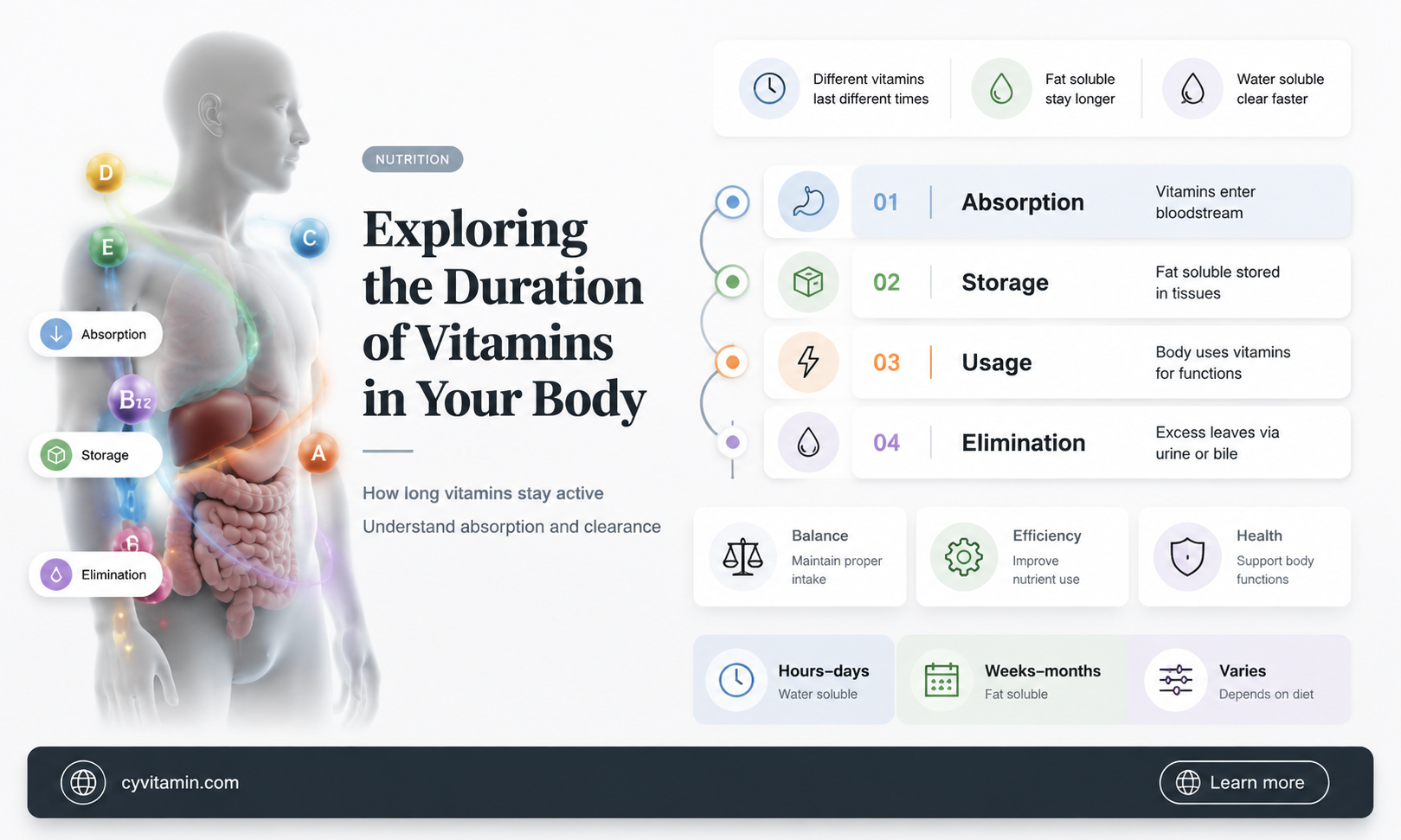 how long does vitamins stay in your system
