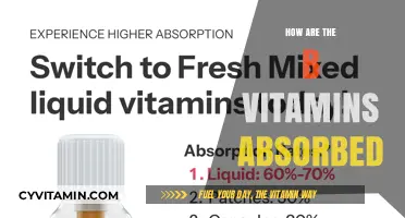 Unlocking the Secrets: How B Vitamins Journey Through Your Body