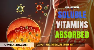 Unlocking Nutrition: The Journey of Water-Soluble Vitamins into Your Body
