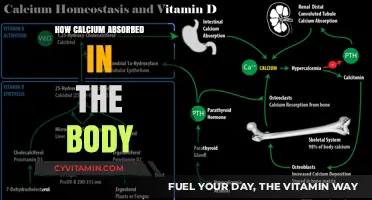 Unlocking Calcium Absorption: A Guide to Optimal Bone Health