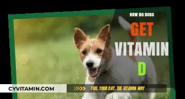 Sunlight and Supplements: Ensuring Your Dog Gets Enough Vitamin D