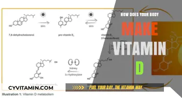 Sunlight to Strong Bones: The Body's Vitamin D Production Process
