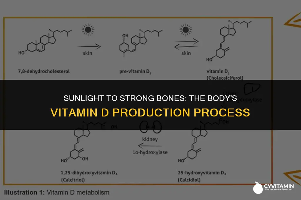 how does your body make vitamin d
