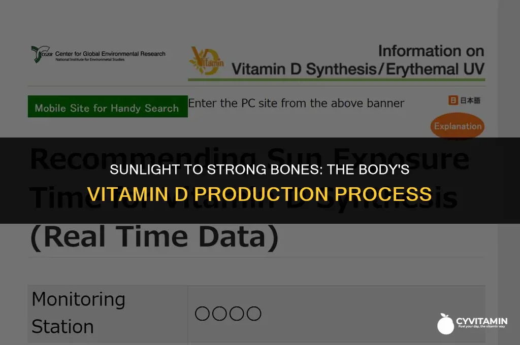 how is vitamin d made in the body