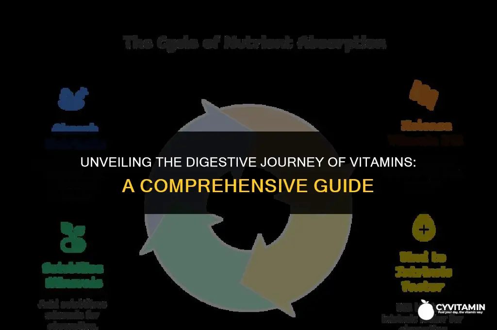 how long do vitamins take to digest