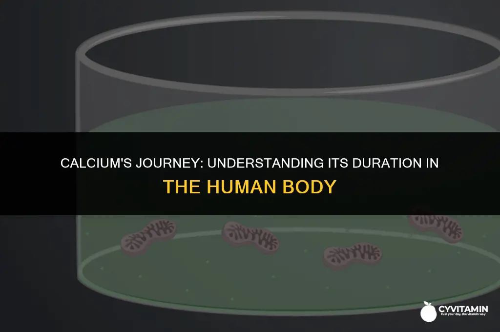 how long does calcium stay in your system