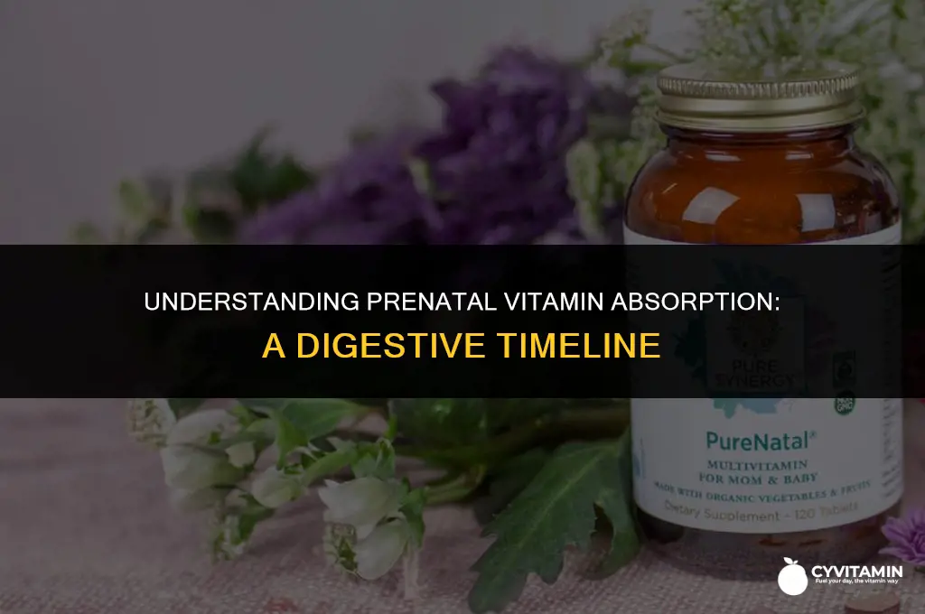 how long does it take for prenatal vitamins to digest