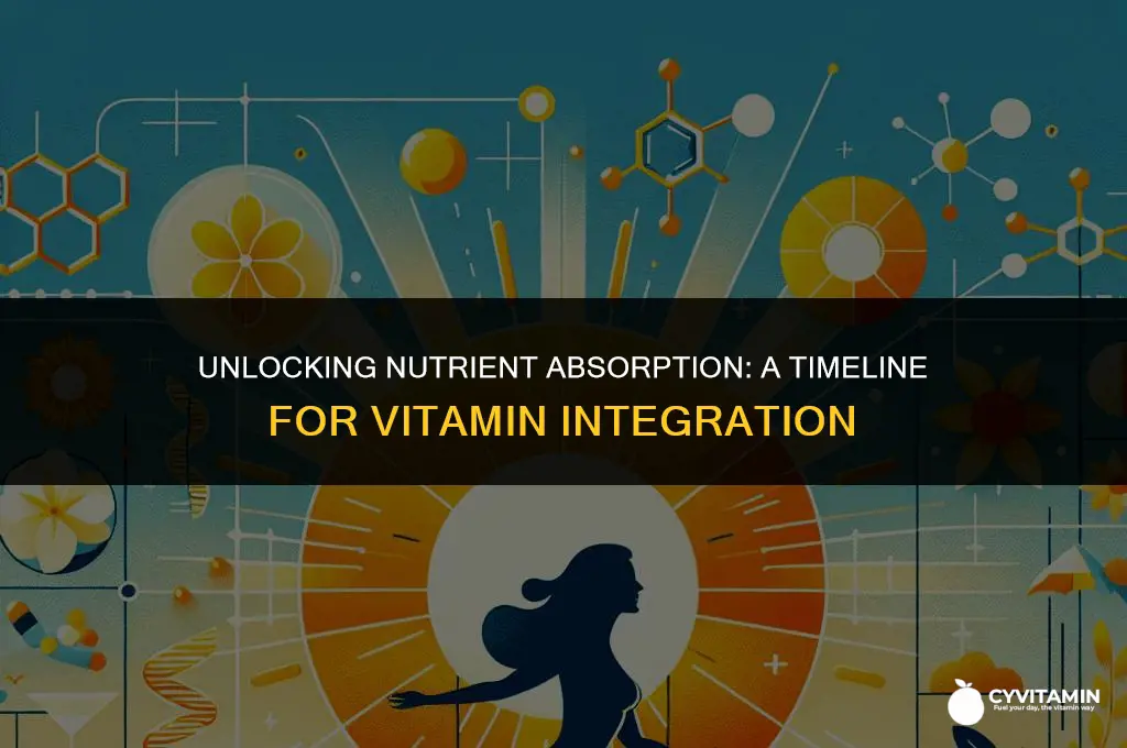 how long does it take for vitamins to be absorbed
