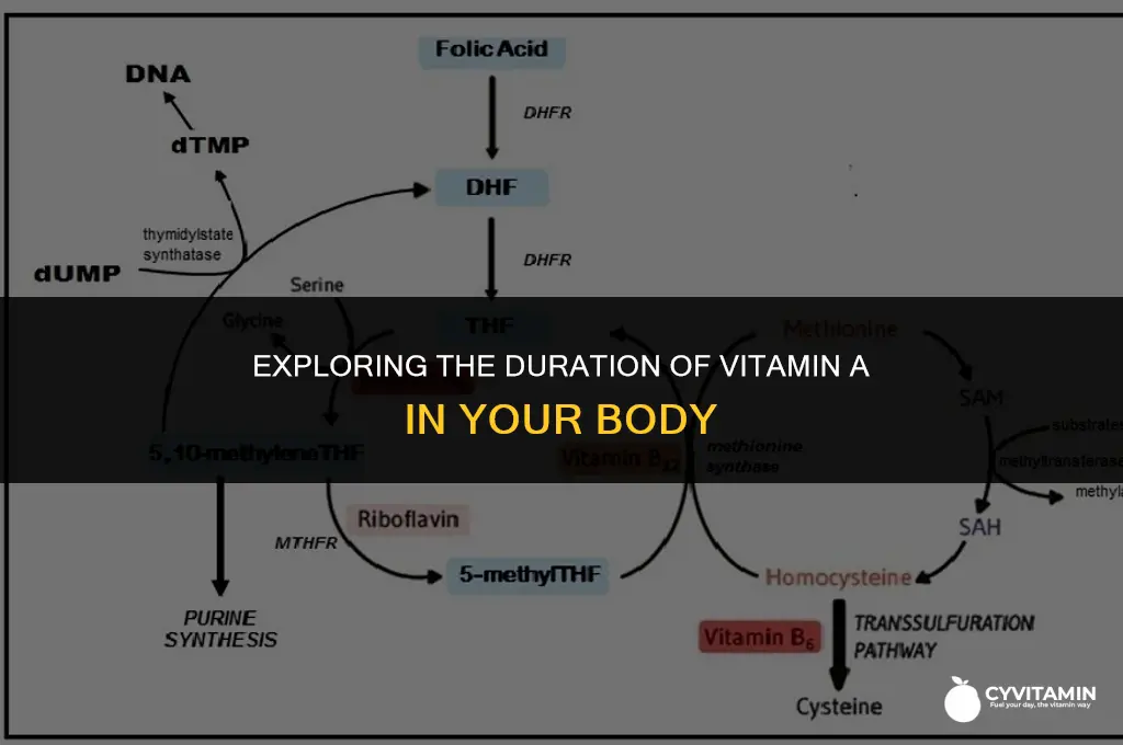 how long does vitamin a stay in your system