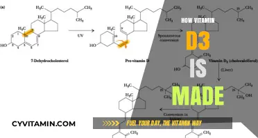 Sunlight to Supplement: The Fascinating Journey of Vitamin D3 Creation