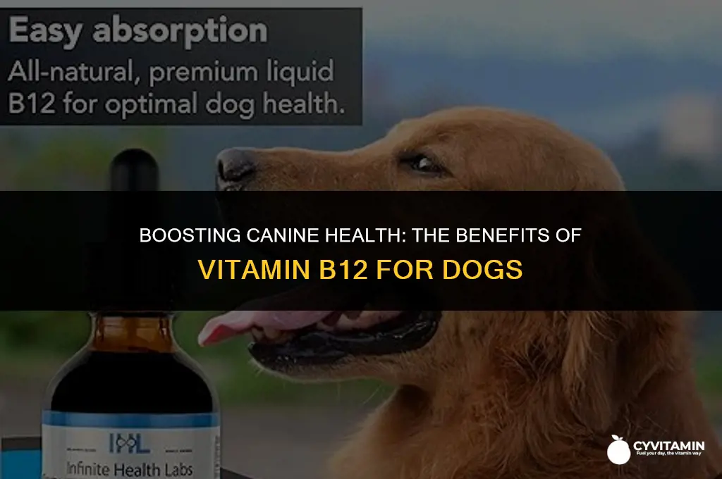 is vitamin b12 good for dogs
