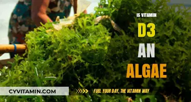Exploring the Myth: Is Vitamin D3 Derived from Algae?