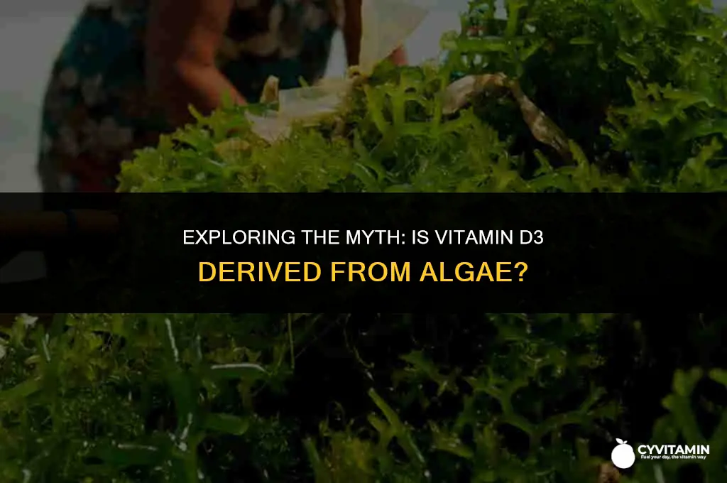 is vitamin d3 an algae