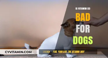 The Truth About Vitamin D3 for Dogs: Benefits and Risks Explained