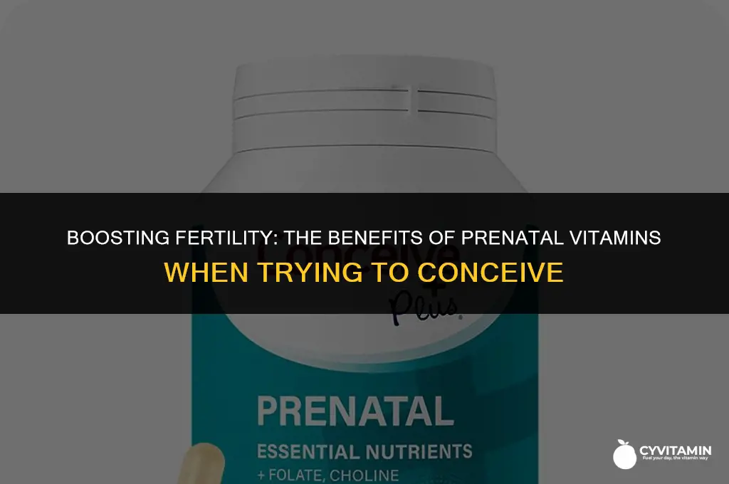 should u take prenatal vitamins when trying to conceive