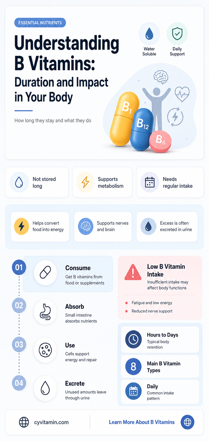 how long do b vitamins stay in your system