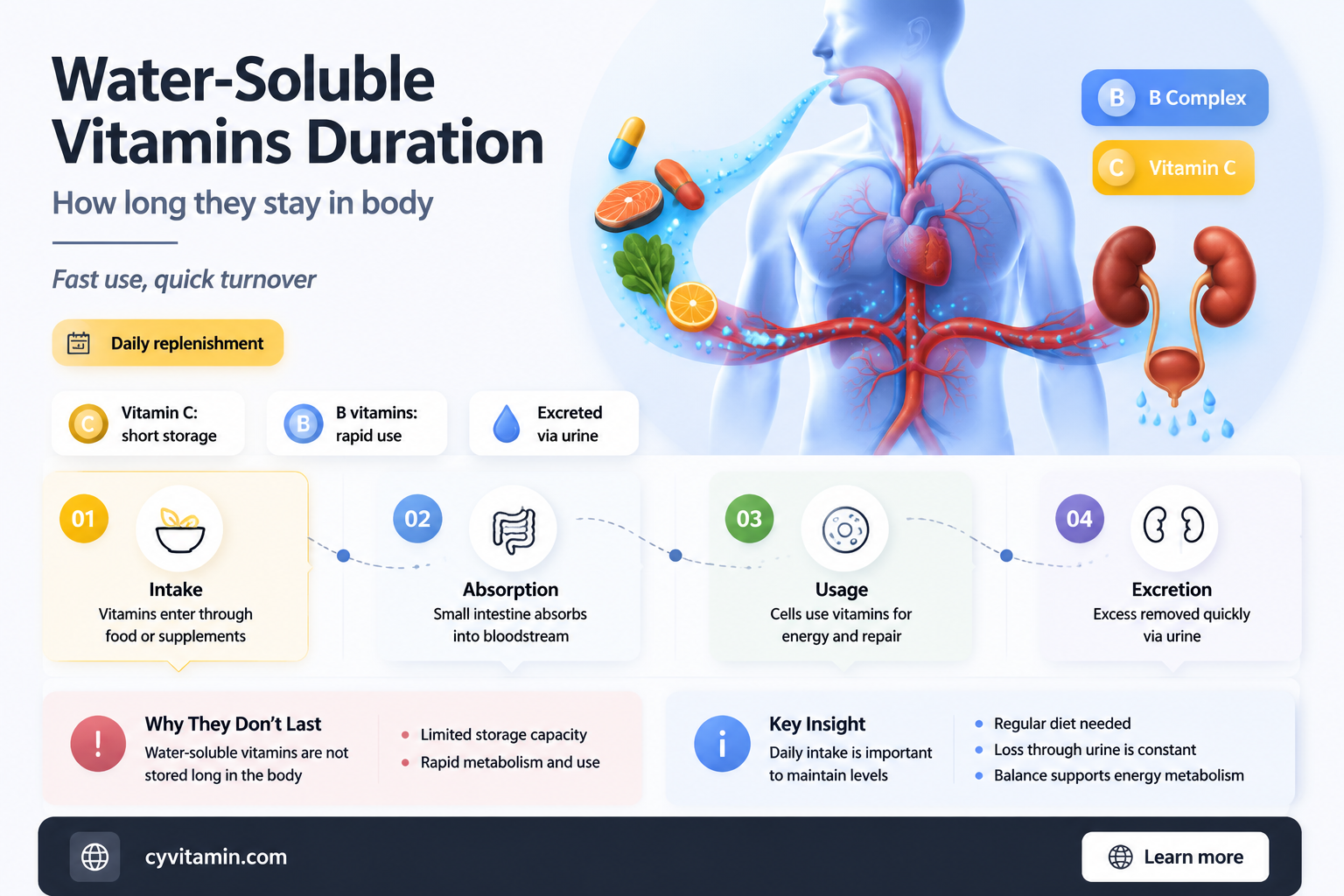 how long do water soluble vitamins stay in the body