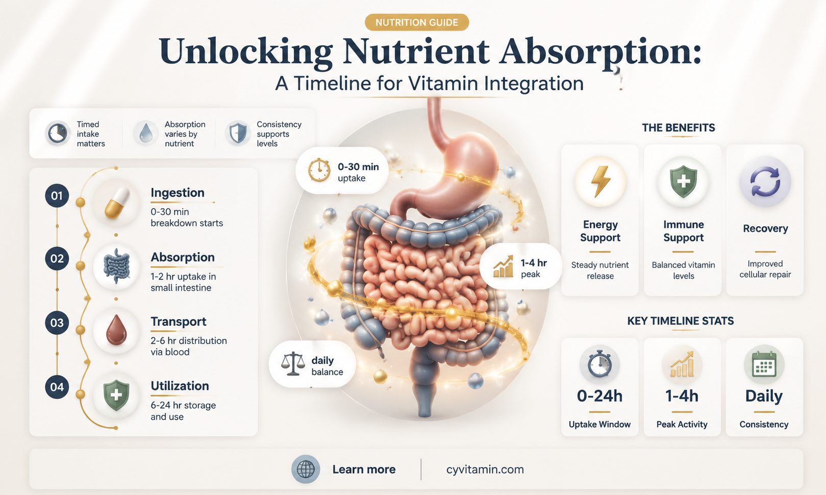 how long does it take for vitamins to be absorbed