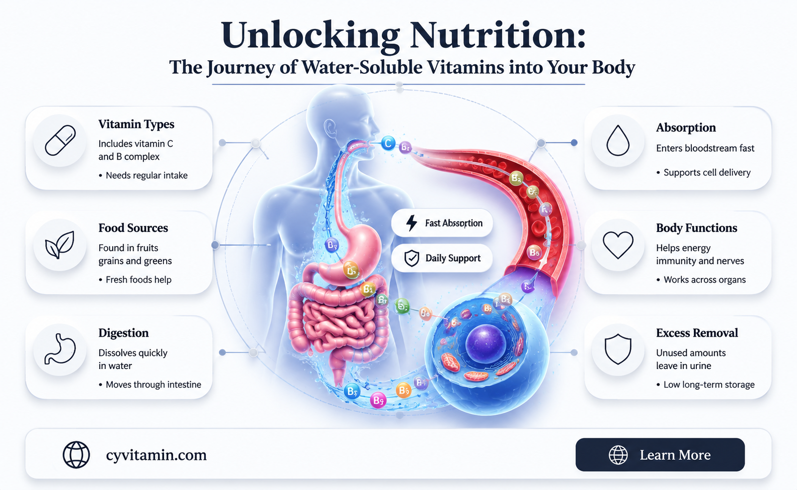 how are water soluble vitamins absorbed