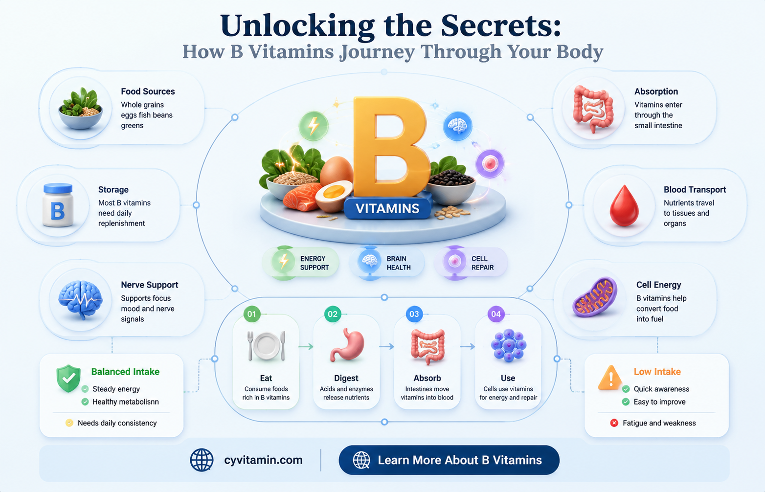how are the b vitamins absorbed