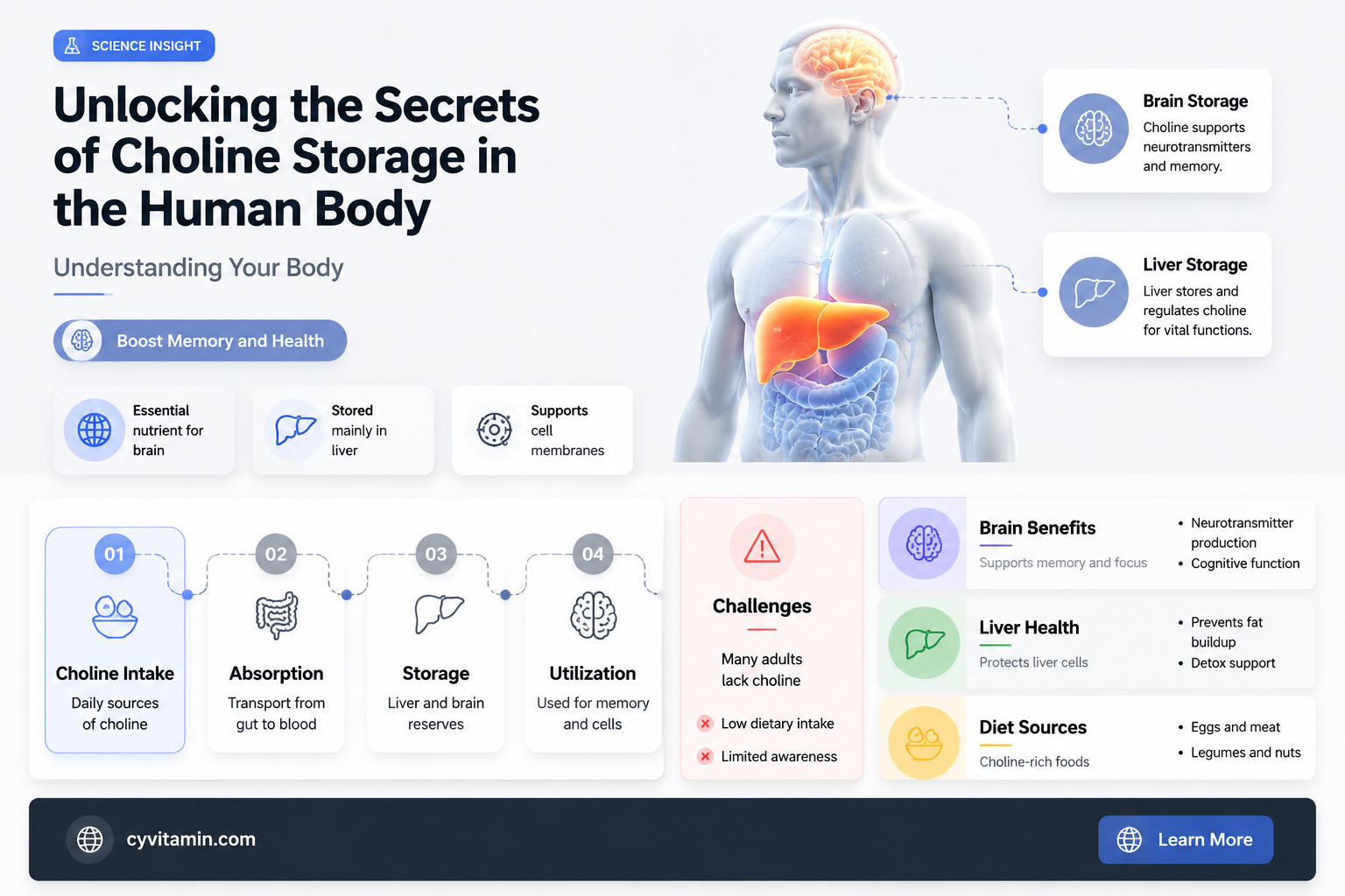 does the body store choline
