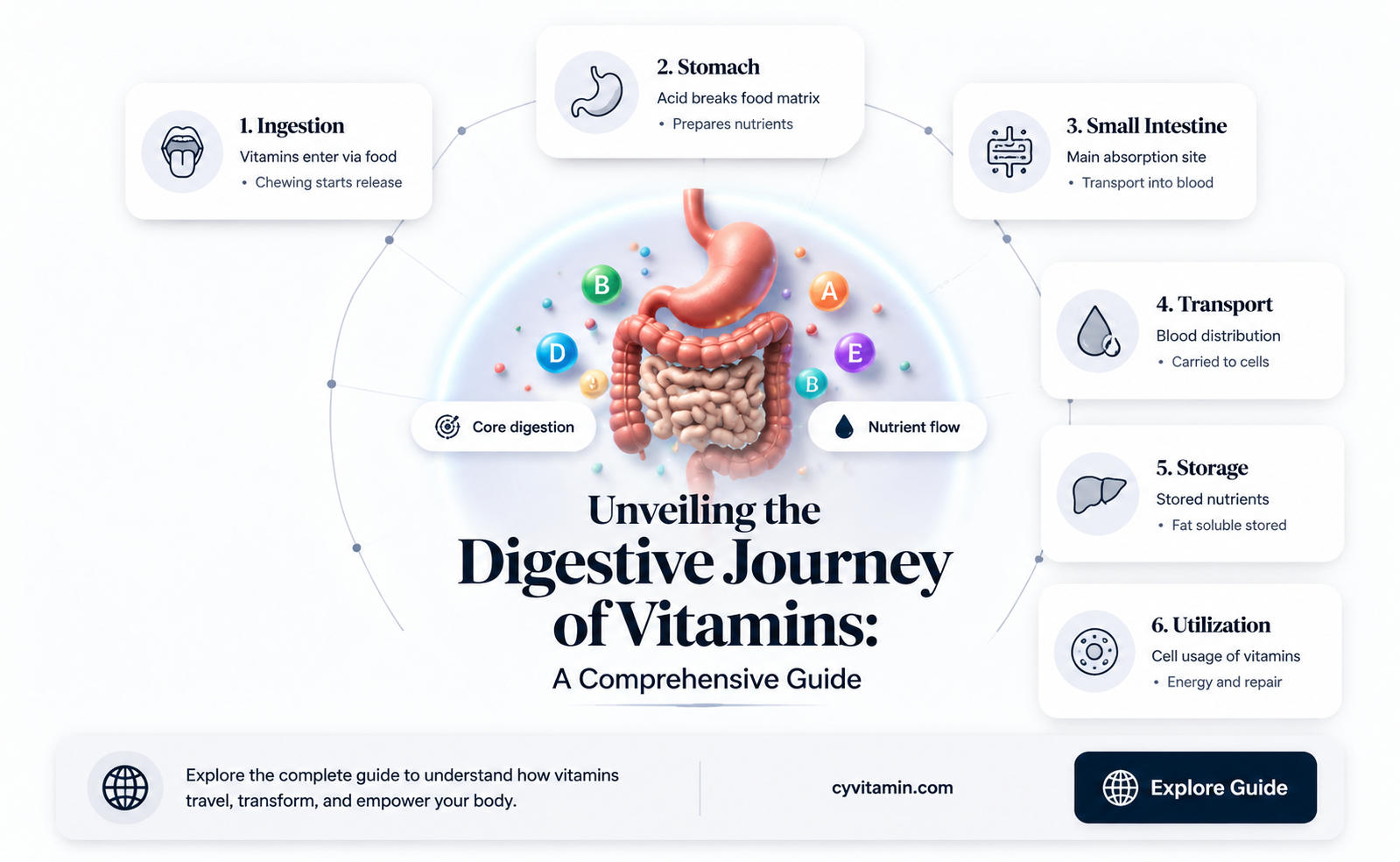 how long do vitamins take to digest