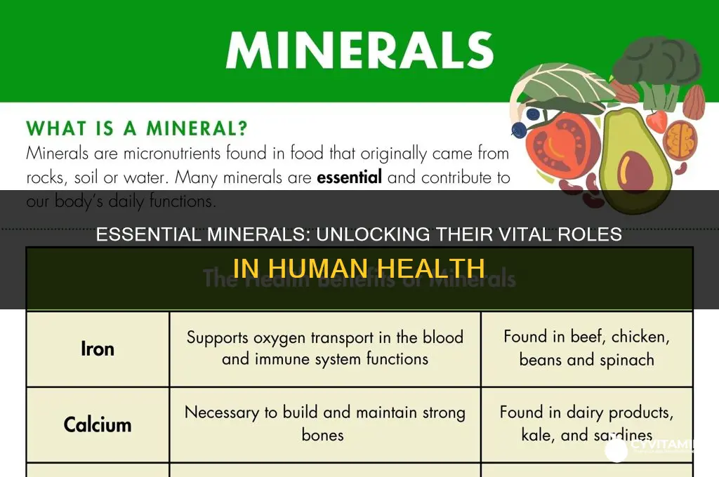what are minerals used for in the body