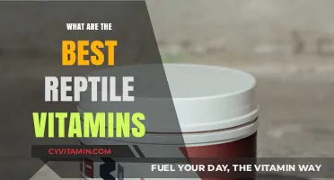 Top Reptile Vitamins for Optimal Health and Vitality