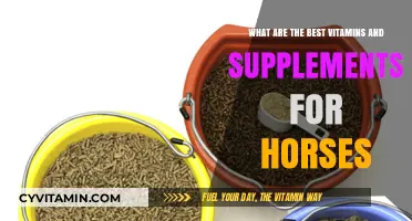 Essential Horse Vitamins and Supplements for Optimal Equine Health